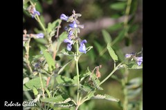 Salvia cuspidata