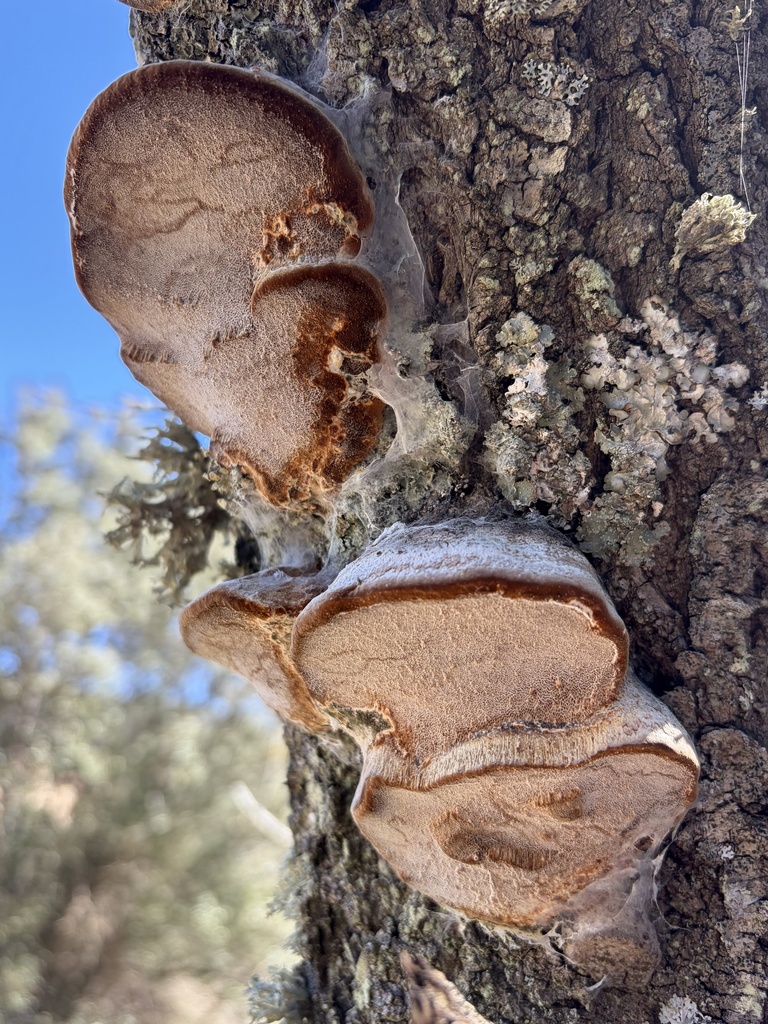 Phellinus pomaceus · March 2026 · photo: © lucian_clanet (iNaturalist, cc-by)