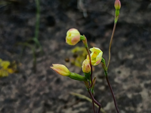 twisted sun-orchid (Thelymitra flexuosa)