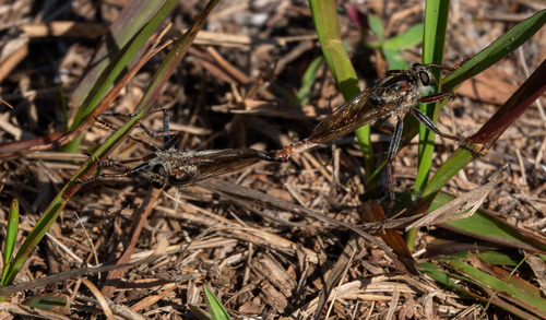 Unknown species found near Manatee County, FL, USA