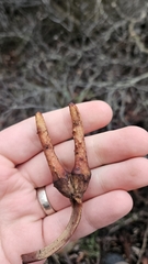 Eucalyptus megacornuta, photograph author not stated, no rights reserved