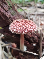 Boletellus deceptivus