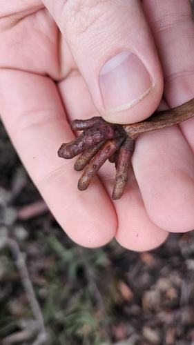 Eucalyptus megacornuta, photograph 3