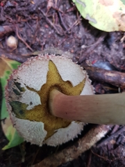 Boletellus deceptivus