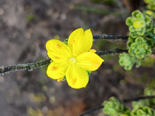 downy star bush (Asterolasia phebalioides)