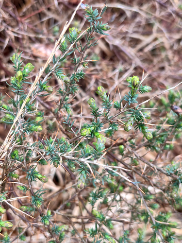 Petty Whin (Genista anglica)