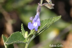 Salvia cuspidata
