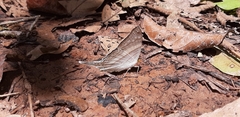 Marpesia livius