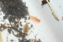 Lepidurus apus
