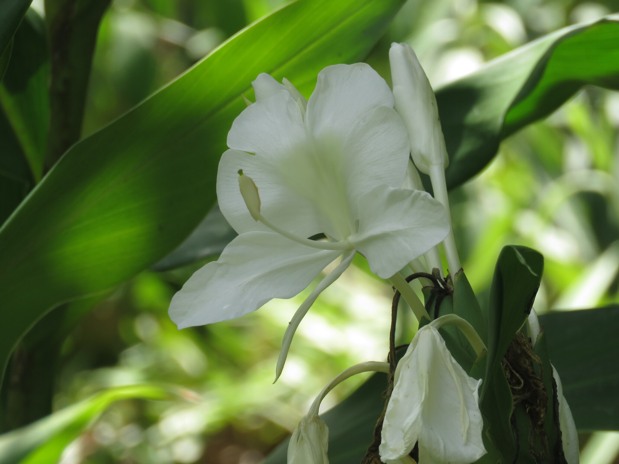 White Garland-Lily (Hedychium coronarium)