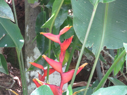 Heliconia spathocircinata, photograph 1