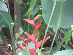Heliconia spathocircinata, photograph (c) Pablo Cauã da Silva Toledo, some rights reserved (CC BY)