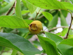 Campomanesia xanthocarpa, photograph (c) Pablo Cauã da Silva Toledo, some rights reserved (CC BY)