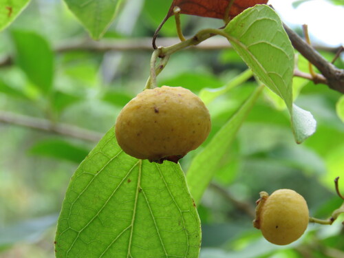 Campomanesia xanthocarpa