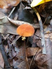 Marasmius elegans