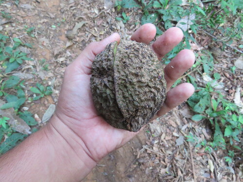 Arara nut-tree (Joannesia princeps)