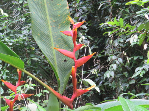 Heliconia spathocircinata