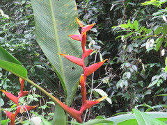 Heliconia spathocircinata