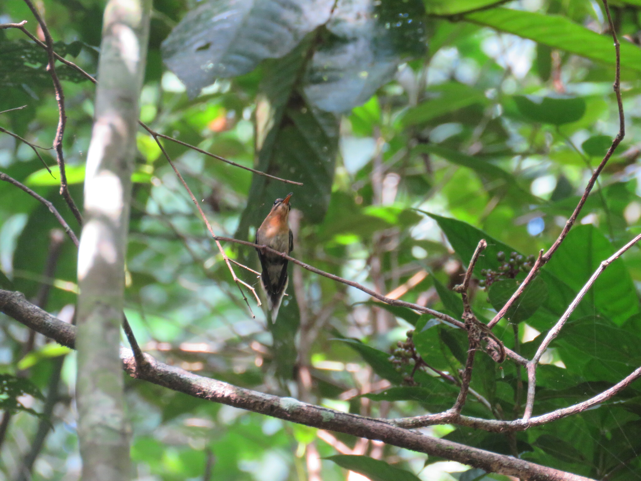 Minute Hermit (Phaethornis idaliae), photo 7