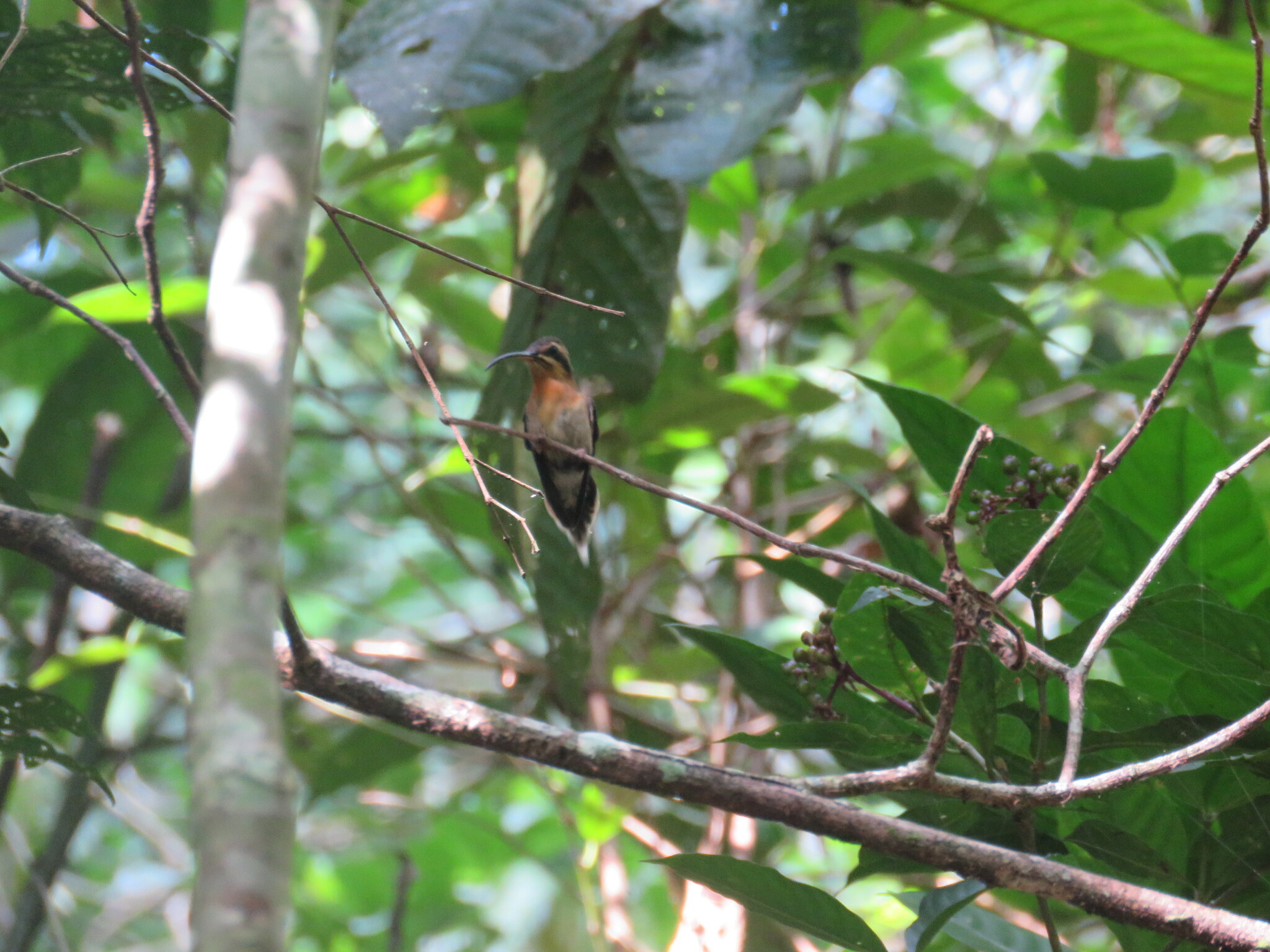 Minute Hermit (Phaethornis idaliae), photo 6