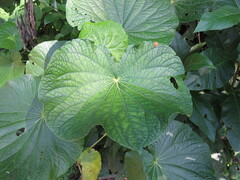Piper umbellatum (Piper umbellatum)