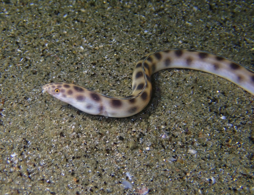 Tiger Snake Eel