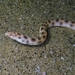 Myrichthys xysturus
