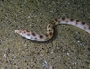 Tiger Snake Eel - Photo (c) Alberto Alcalá, some rights reserved (CC BY), uploaded by Alberto Alcalá