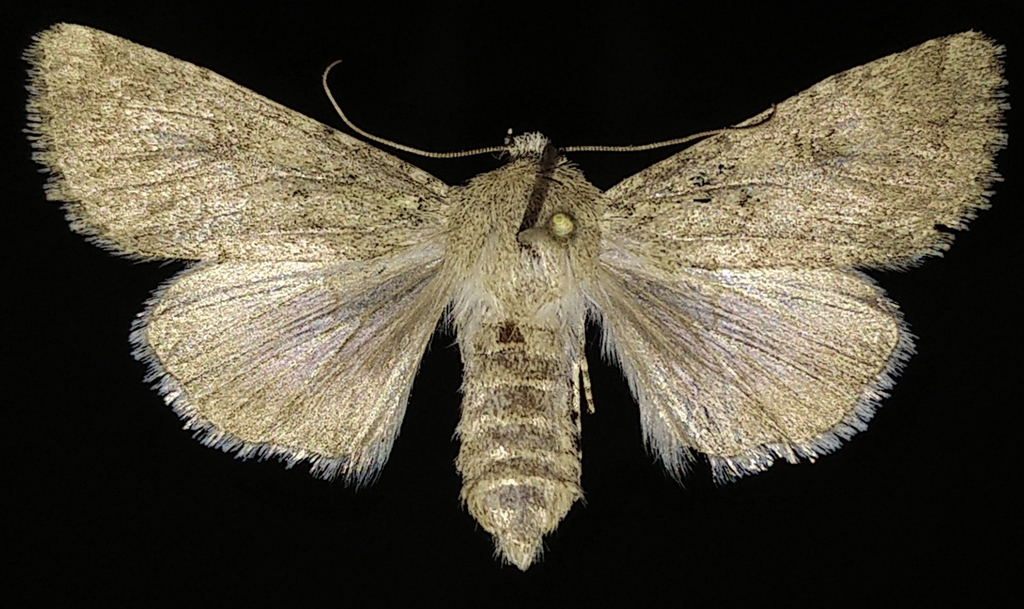 Cutworm (Anarta decepta)