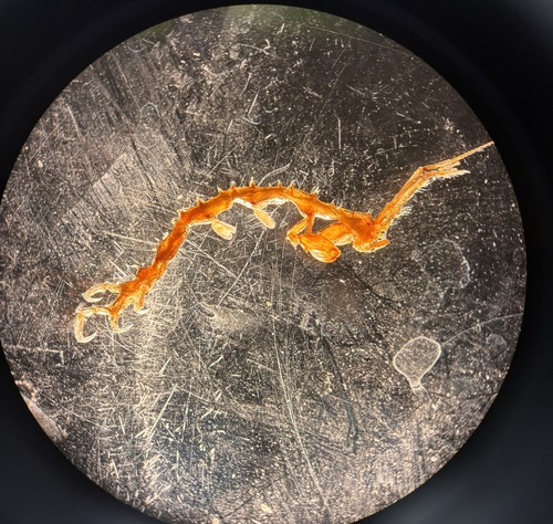 Aeginina longicornis observed 2025-09-17