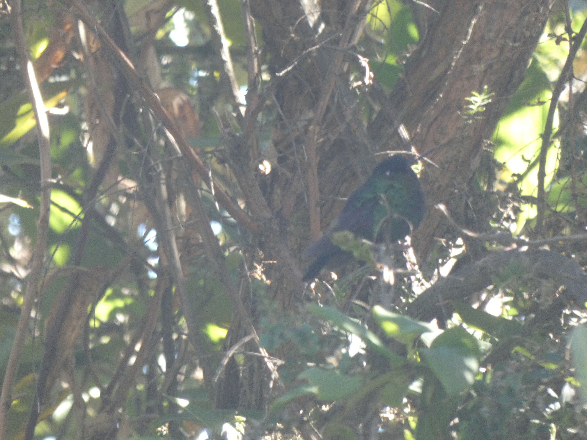 Fiery-throated Hummingbird (Panterpe insignis), photo 8