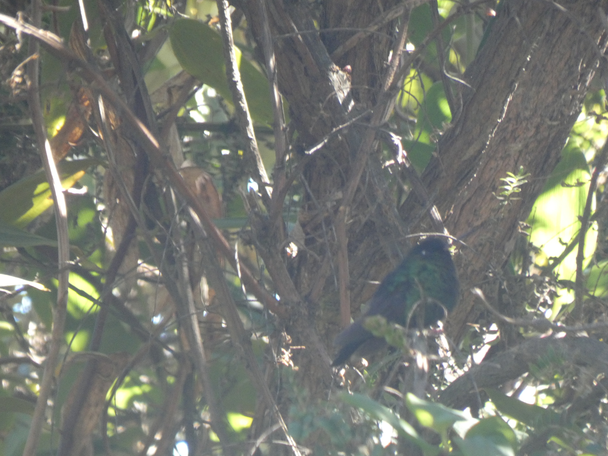 Fiery-throated Hummingbird (Panterpe insignis), photo 9