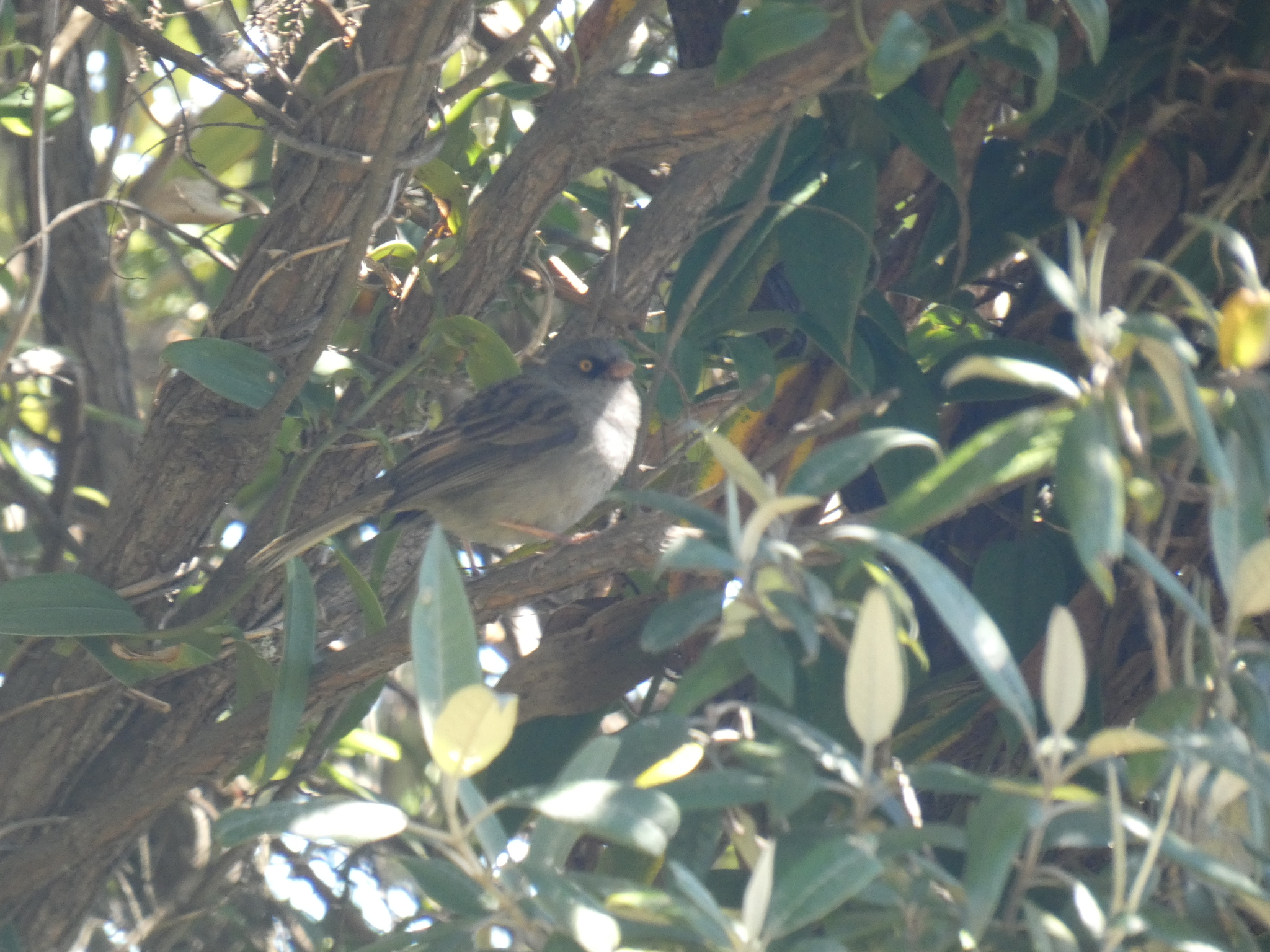 Volcano Junco (Junco vulcani), photo 2