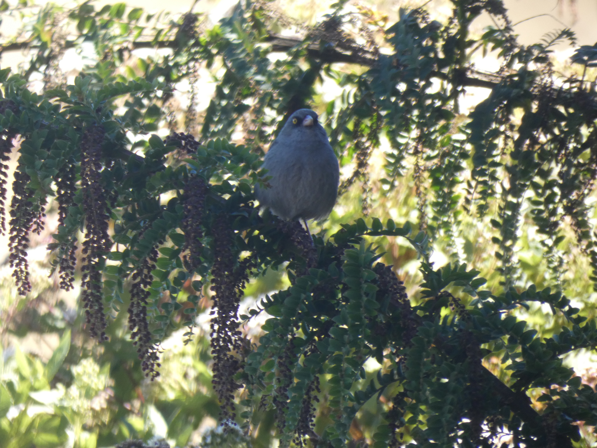 Volcano Junco (Junco vulcani), photo 3