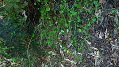 Scandia geniculata