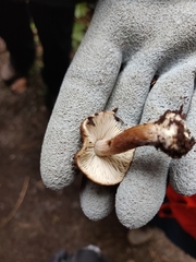 Inocybe albodisca