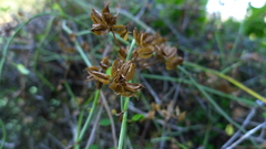 Scandia geniculata