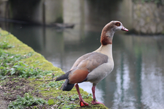Alopochen aegyptiaca