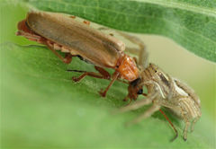 Cantharis rufa