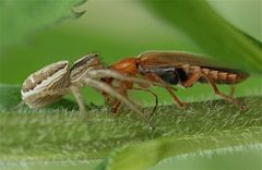 Cantharis rufa