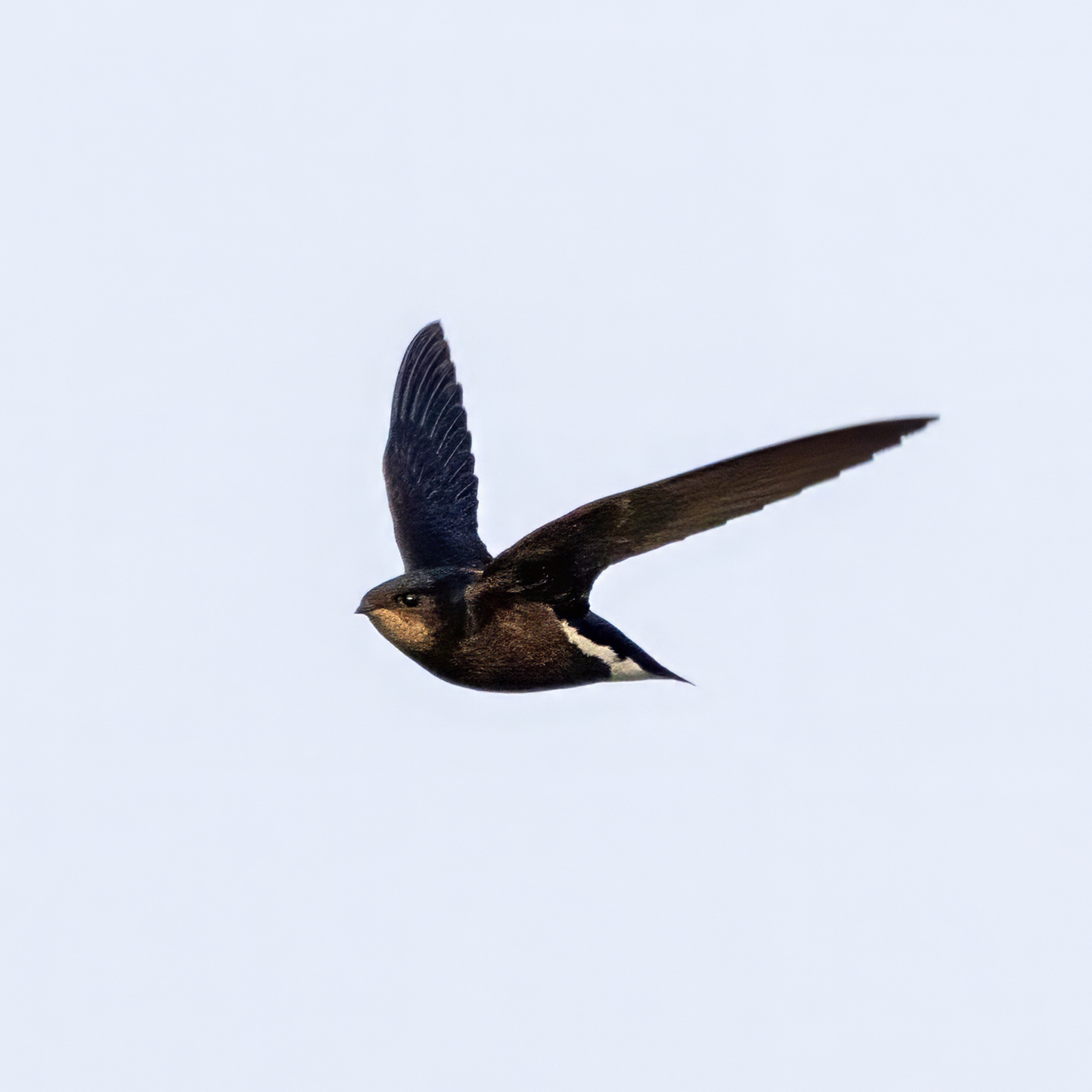 Silver-backed Needletail (Hirundapus cochinchinensis), photo 1