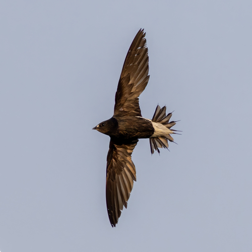 Brown-backed Needletail (Hirundapus giganteus), photo 5