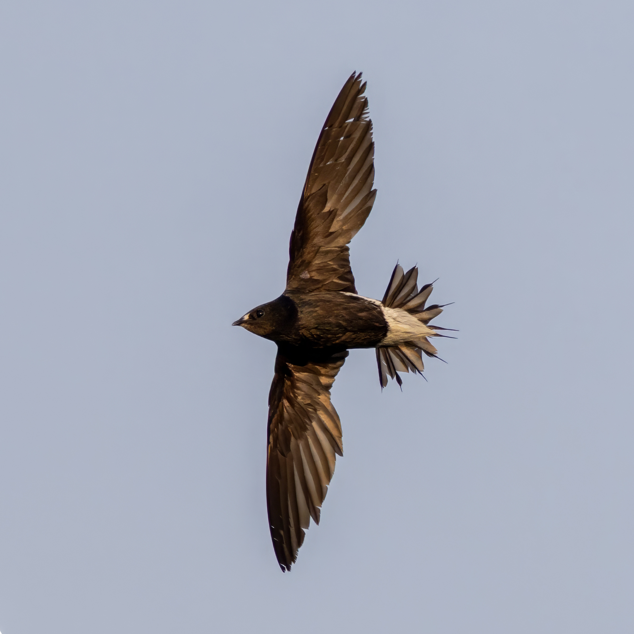 Brown-backed Needletail (Hirundapus giganteus), photo 9