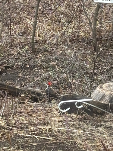 iNaturalist observation photo of Pileated Woodpecker