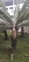 Dioon spinulosum