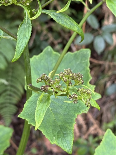 Pericallis papyracea, photograph 6