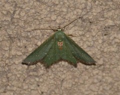 Chloropteryx nordicaria
