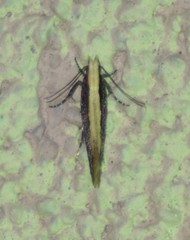 Megacraspedus plutella