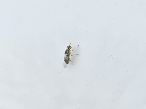 Unknown species found near Ontario, CA 91710, USA