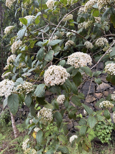 Viburnum rugosum, photograph 6